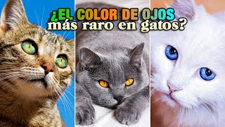 ¿Cuáles son los COLORES de OJOS más y menos FRECUENTES en GATOS 😸👁️👄👁️  5 colores  2 casos raros [upl. by Aninaj]