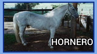 DIFERENÇA GENÉTICA DO HORNERO geneticacrioula horse cavalocrioulo abccc caballo freiodeouro [upl. by Chaunce]