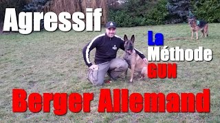 BERGER ALLEMAND AGRESSIF ENVERS LES CONGÉNÈRES [upl. by Schonfield977]