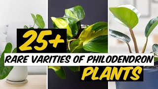 27 Rare Varieties of Philodendron Plants  The Planet of Greens [upl. by Holbrook]