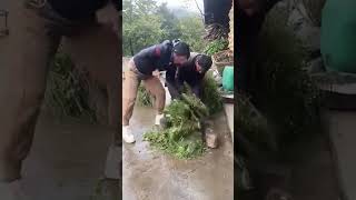 The process of cutting alfalfa with steel knife [upl. by Nanci291]