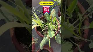 Amazing Garden Hacks for a Healthy Garden  Big size Gende  Spider Mites ki Chutti shorts [upl. by Namlak]