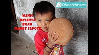 MANIS NYA BUAH MAMEY SAPOTE [upl. by Ecnarepmet]