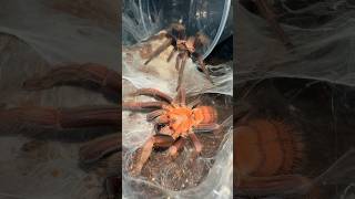 GOOD LUCK BRO 🫣😬 tarantulabreeding [upl. by Agosto]