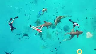 Sharks in Maldive Snorkeling Maldives [upl. by Neelyahs615]