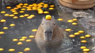 Top 5 capybaras [upl. by Cleveland836]