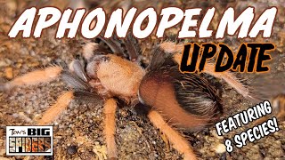 Aphonopelma Tarantula Species Update [upl. by Toy]