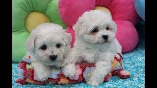 Bichon Frise Puppies  2 Females [upl. by Oluas]