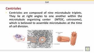 علم الحيوان Zoology  الوحدة 3  Cytoskeleton  Microtubules [upl. by Oliver]