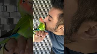 Mini vlogs with birds 🦜birds baby care birds lovebirds birdslover pets parrot minivlog [upl. by Delastre]