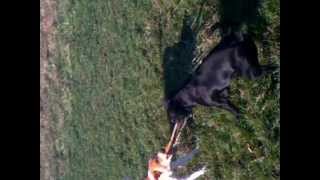 Staffordshire bull terrier 6 mesi VS jeck parson 1 anno [upl. by Einnaf327]