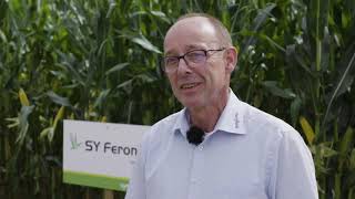 Maissorten 2021 SY Feronia  Syngenta Seeds  Zuchtstation Wadersloh [upl. by Sutton]