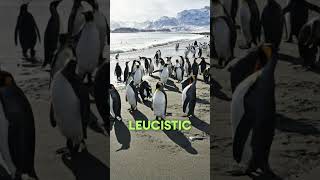 Yellow king penguin spotted and caught on camera by yves Adams art music [upl. by Amlez]