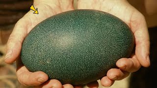 Father Finds Giant Egg In Backyard  The Next Morning Their Street Is Sealed Off [upl. by Ahtikal]