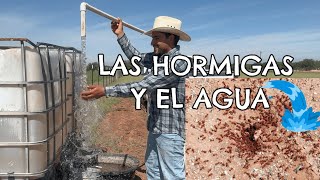 DONDE HAY HORMIGAS HAY AGUA  la diferencia de usar radiestecia o hormigas para encontrar agua [upl. by Bailey]