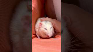 Sweet Rat 🤍 Pet Rat Remy 🤍🐭 [upl. by Santa]