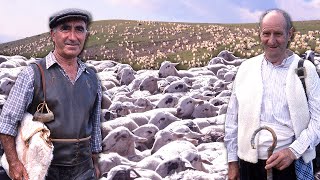 PASTOREO DE OVEJAS con dos veteranos pastores TRASHUMANTES Un duro oficio con SIGLOS DE TRADICIÓN [upl. by Fredela]