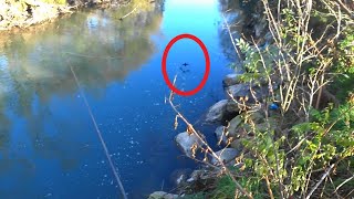 La gallinella vola bassa sullacqua e il siluro attacca [upl. by Gnek]