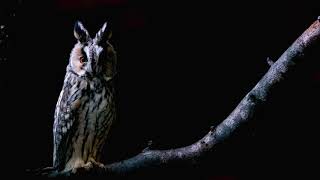 LongEared Owl [upl. by Jarin]