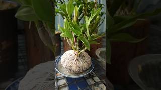 Very usful tips following usful grafting orchid plant in pot short plant orchid [upl. by Clemence606]