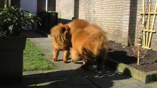 2 chow chows fighting [upl. by Bolling788]