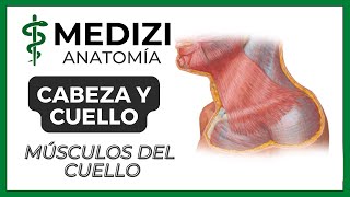 Anatomía de Cabeza y Cuello  Músculos del cuello cervicales [upl. by Drofdeb]