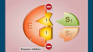 Questce que linhibition compétitive dune enzyme [upl. by Azial]