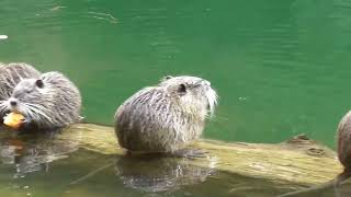 Nutria Betriebsversammlung bei Hinterweidenthal [upl. by Aowda]