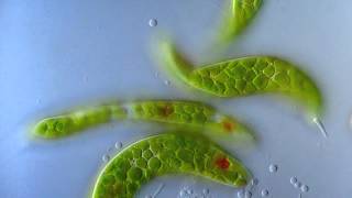 Euglena [upl. by Parrisch]