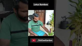 Lotus Bamboo  Lucky Bamboo  Care and Propagation  Malayalam  SIJOseGarden [upl. by Netfa]