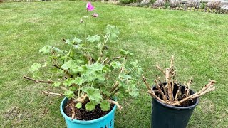 Geraniums One Survived Over Winter [upl. by Namaan834]