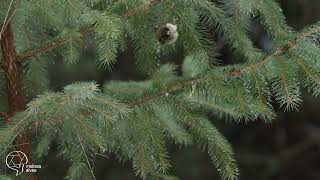 GoldenCrowned Kinglet Feeding [upl. by Toolis]