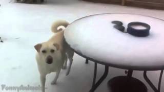 Funny Animals Slipping on Ice Compilation 2015 [upl. by Chara547]