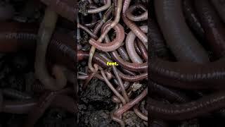 What is A Hookworm [upl. by Gertrude]