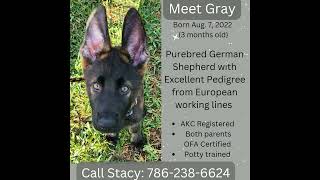 Puppy German Shepherd for Sale now [upl. by Geier]