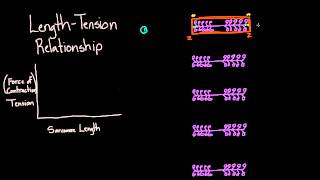 01 Preload and afterload 06 Sarcomere length tension relationship [upl. by Gunning]