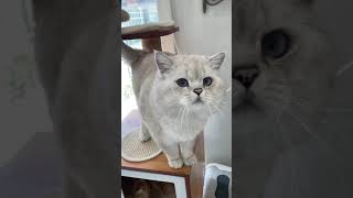 My cat says quotMammaquot shorts watch till the end [upl. by Ebeohp168]