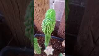 Monstrose San Pedro Trichocereus Pachanoi [upl. by Justicz]