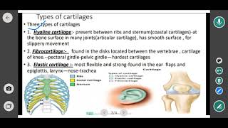 cartilage  types of cartilage hyaline  fibrocartilage and one other elastic 12 biology [upl. by Yim]