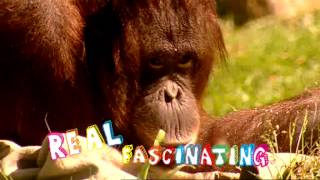 Chester Zoo Its Real TV advert 2010 [upl. by Imogen753]