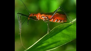 Assasin Bug Zelus longipes Chinche Asesino [upl. by Aicemaj759]