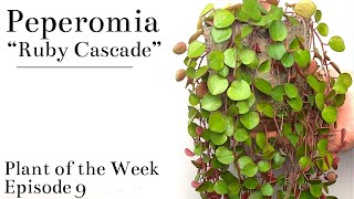 How To Care For Peperomia “Ruby Cascade”  Plant Of The Week Ep 9 [upl. by Assirol652]