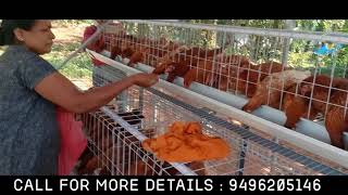 Poultry Cage making for layer hen [upl. by Odnalra]