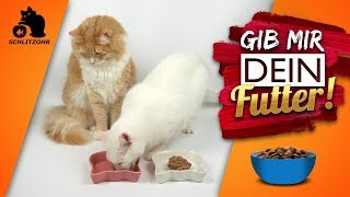 🔥Warum klauen Katzen Futter Katze frisst der anderen alles weg  Futterneid [upl. by Nagud]