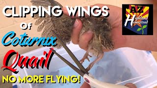 Clipping Wings on Coturnix Quail  How to Prevent Quail from Flying [upl. by Jovi133]