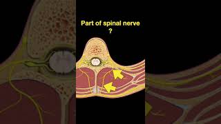 Testing Spinal cord and Nerves Shorts Part B [upl. by Llerdnek]