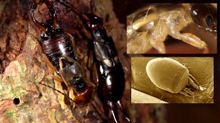 Earwig Forficula auricularia and its mite Histiostoma polypori [upl. by Retsevlys537]