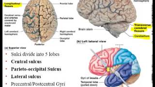 Chapter 12 Lecture A Brain Ventricles Cerebral White Matter [upl. by Ahtela]