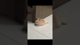 Sleepy Bouncy Bunny🤍🐰졸린 깡충깡충 토끼 🐰🤍Conejito Somnoliento Saltarín🤍🐰cute bunny [upl. by Fokos63]