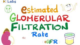 eGFR Estimated Glomerular Filtration Rate  Kidney Function Tests  Inulin amp Creatinine  Lab [upl. by Anahsat]